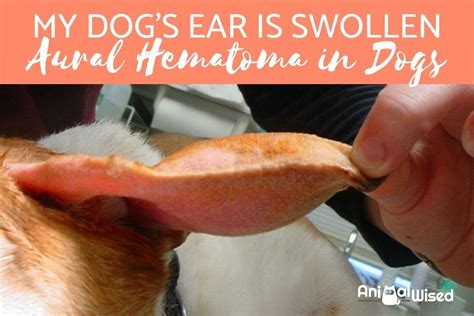dogs ear swollen like a balloon